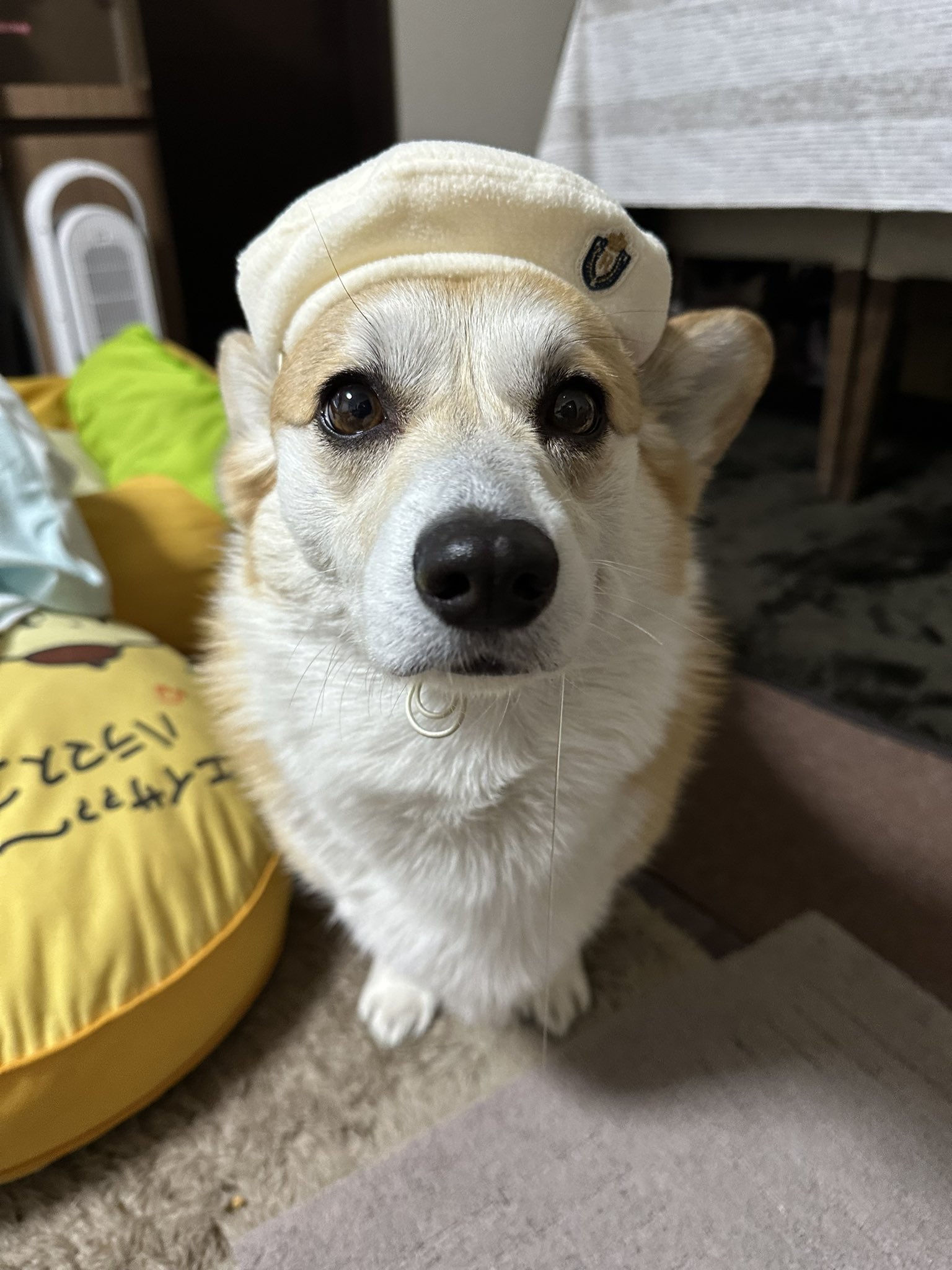 羊毛フェルトコーギー伏せ♡♡♡