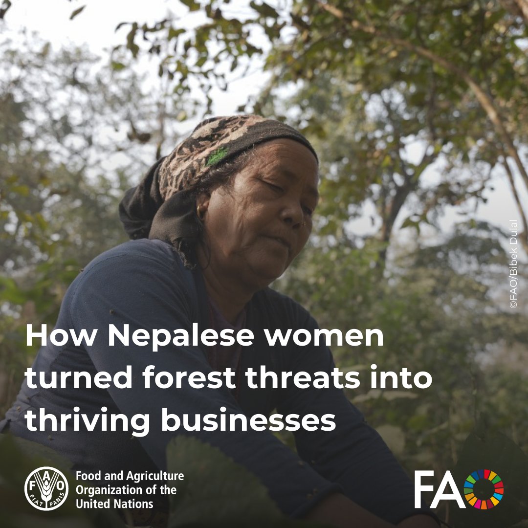 FAO Knowledge (@faoknowledge) on Twitter photo In Nepal, women are turning forest fire risks into thriving green businesses.
With support from <a href="/FAO/">Food and Agriculture Organization</a>, they’re restoring ecosystems, creating jobs, and protecting their communities. 🌿
Read their story 🔗 bit.ly/3Gm5G5i
#EarthDay In Nepal, women are turning forest fire risks into thriving green businesses.
With support from <a href="/FAO/">Food and Agriculture Organization</a>, they’re restoring ecosystems, creating jobs, and protecting their communities. 🌿
Read their story 🔗 bit.ly/3Gm5G5i
#EarthDay