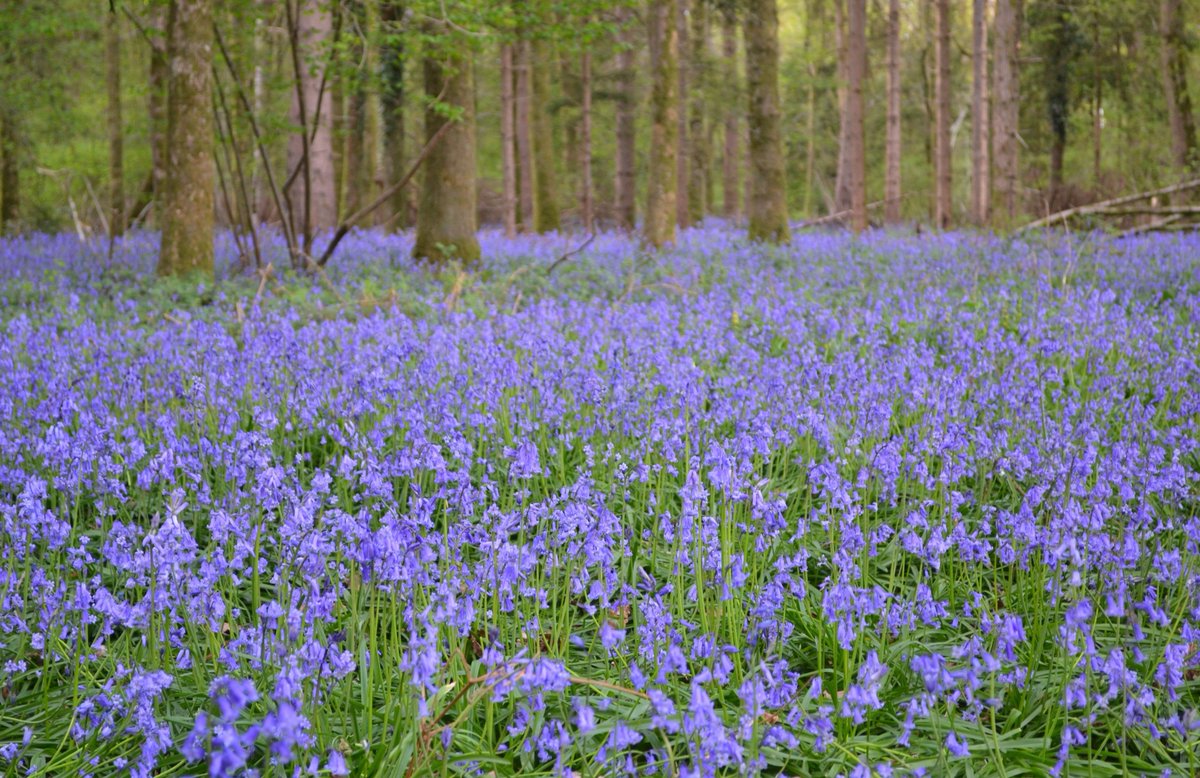 It's Bluebell time! 💙💙💙
I'm so lucky to have a Bluebell wood a short walk away. Easter Monday, and Lily and I had the place to ourselves (except for the wildlife!).