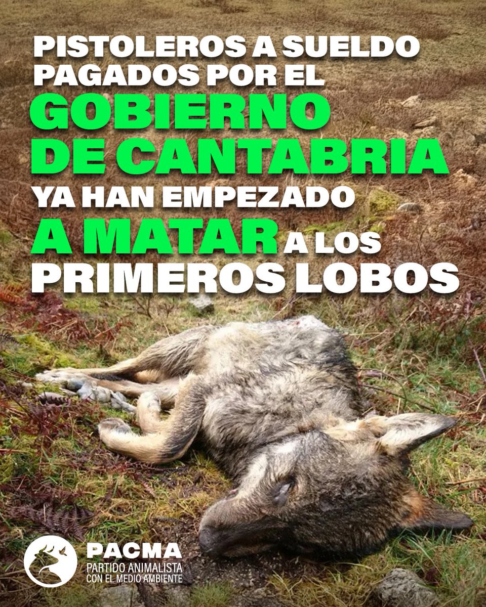 PartidoPACMA's tweet photo. 🩸¡Ya están aniquilando a los lobos!

🐺Aullamos de rabia e impotencia por ver cómo el Gobierno de Cantabria ha empezado a matar a los primeros lobos, pagando a pistoleros a sueldo. Están destruyendo la fauna más propia de la península.

❌Estamos en época de cría, en la que las hembras están gestando a sus pequeños cachorros. ¿Cómo puede permitirse esta matanza?

📞Pide el fin de esta matanza a la presidenta de Cantabria, @mjburuaga, a @cant_infinita, a la Dirección General de Medio Ambiente y Cambio Climático de Cantabria (dgmedioambiente@cantabria.es, 942 20 32 89), y al Gobierno de Cantabria (@cantabriaes, portaldetransparenciadecantabria@cantabria.es, 942 207 100).

🔁Comparte esta publicación, ¡que llegue a todo el mundo!

#SalvarAlLoboIbérico #LoboVivo #LoboProtegido #LoboIbérico #MovimientoVerde