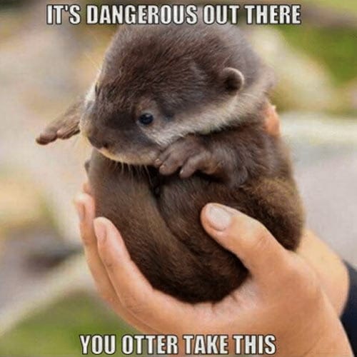 In Otter News.... (@in_otter_news2) on Twitter photo 