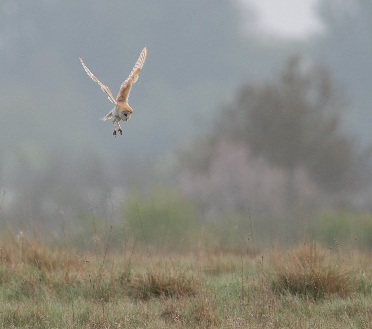 3+ Wheatear, 2 Stonechat, Barn Owl, 2 Swallow and a probable Hobby through at Blakehill first thing this morning <a href="/CWPBirds/">CWP Birds</a> <a href="/BirdGuides/">BirdGuides</a>