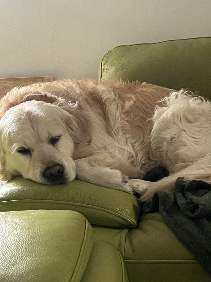 jaynedotty's tweet photo. @BertTheBearBook Thank you!!! It’s been as nerve wrecking as always🤣 though the dogs were quite relaxed!! https://t.co/eqbmui24HM
