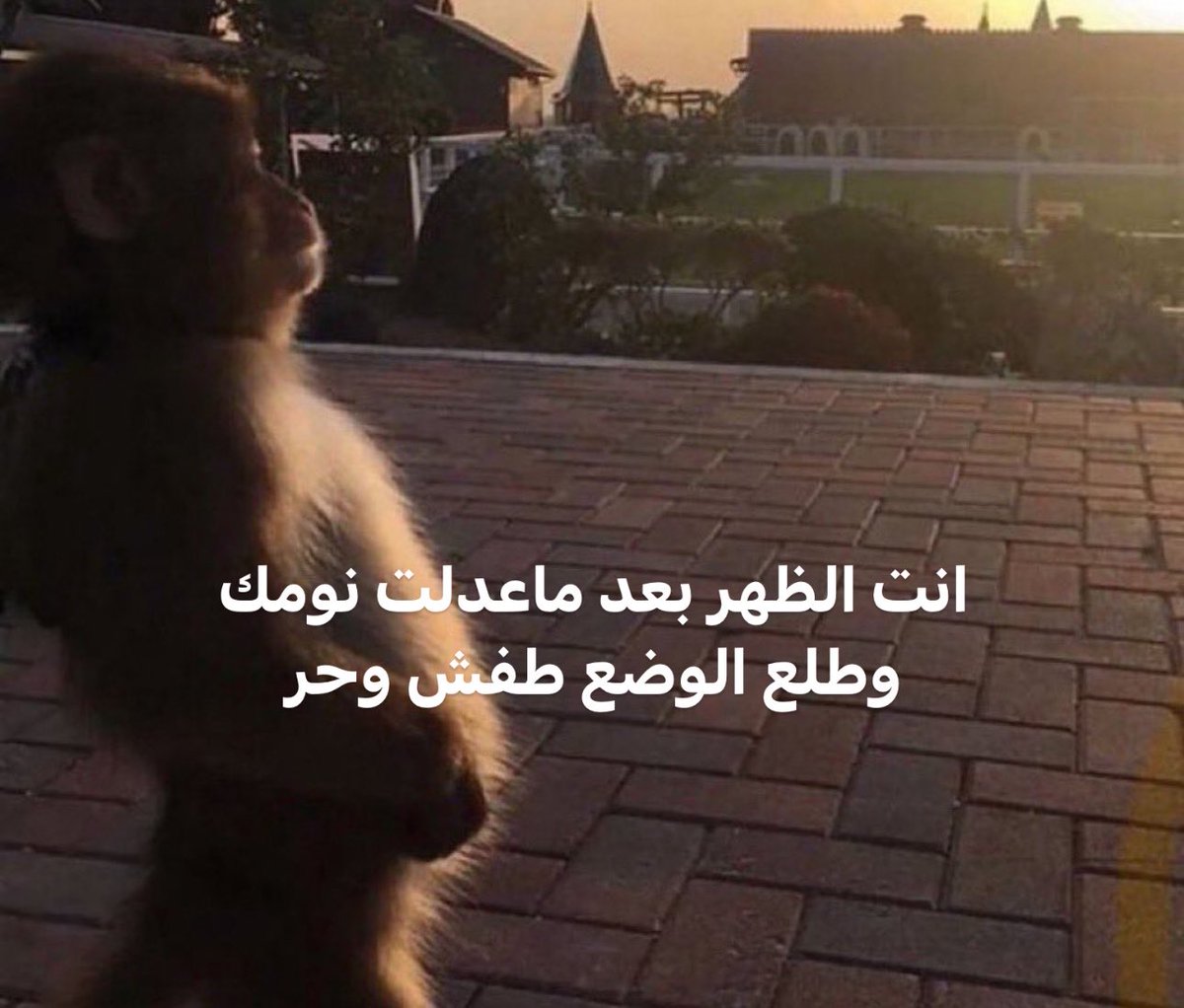 هاني tweet media