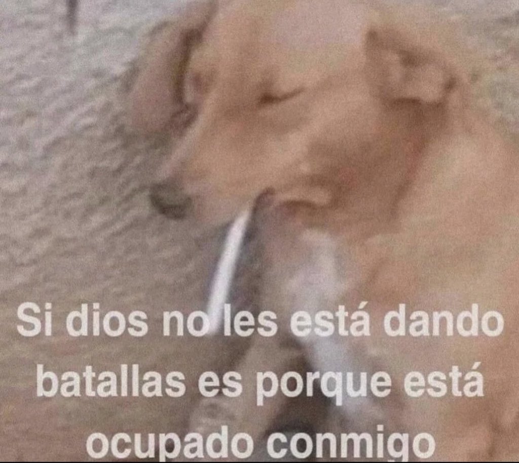 animalitos gorditos (@gordito_perrito) on Twitter photo 