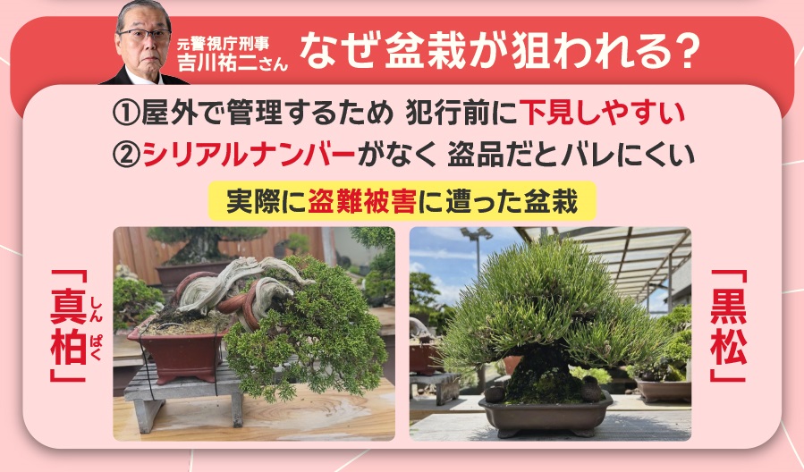 では、なぜ日本の盆栽が狙われるのでしょうか。 元警視庁刑事の吉川