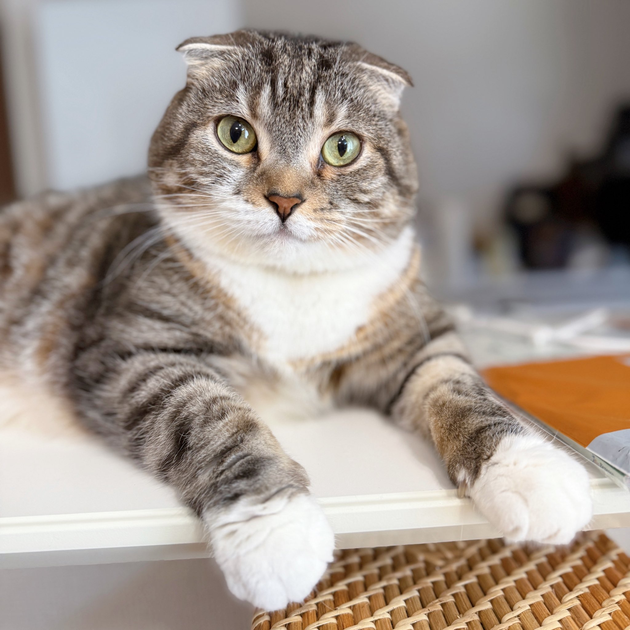 ねこぞー on X: 