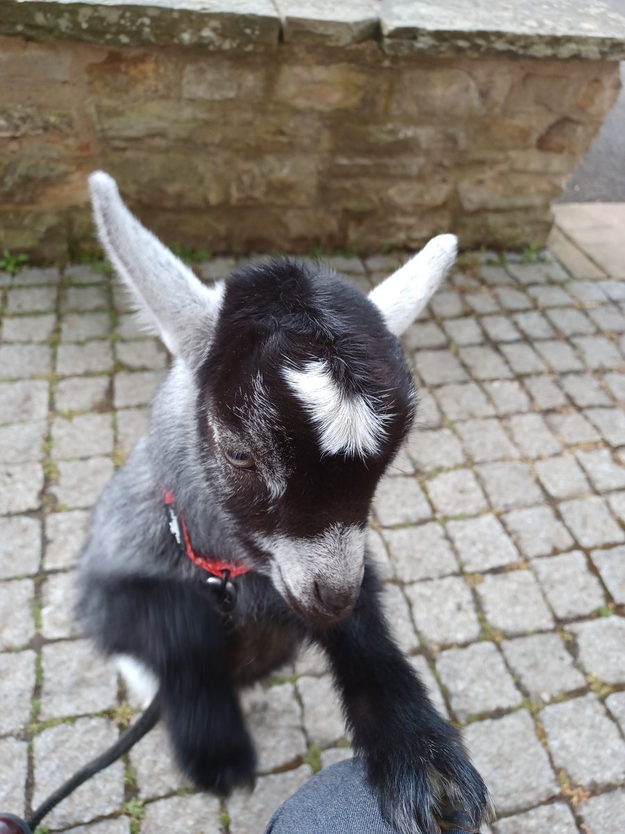 With Tilly at Pot House Hamlet in Silkstone. A two-week old orphaned goat currently being hand reared.