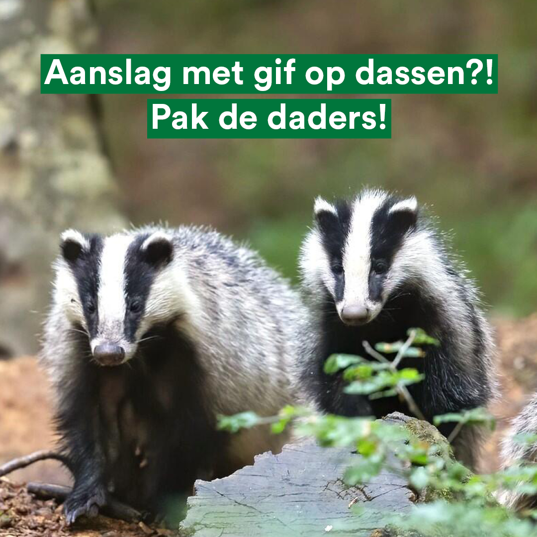 Er lijken gerichte aanslagen met #gif te zijn gepleegd op #dassen 🦡
Er staan terecht flinke gevangenisstraffen op het doden van deze dieren 👩‍⚖️
Wij willen van provincie <a href="/Brabant/">Provincie Noord-Brabant</a> weten wat wordt gedaan om de daders te pakken 👮
Check voor meer info onze vragen hieronder 👇