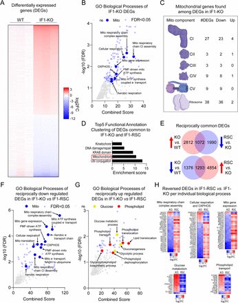 Mitochondrial membrane potential regulates nuclear DNA methylation and gene expression through phospholipid remodeling; 🧬 

biorxiv.org/content/10.110…