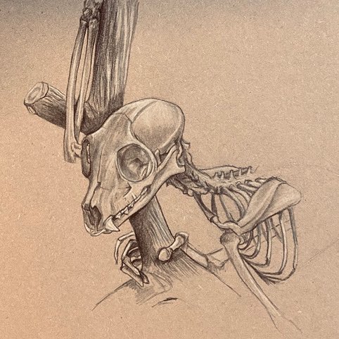 For the past few months I’ve been attending Art Wednesdays at the Anatomical Museum in Edinburgh. 
Finally got permission to post the pics. Various stages of finished but I’m quite chuffed with them.
