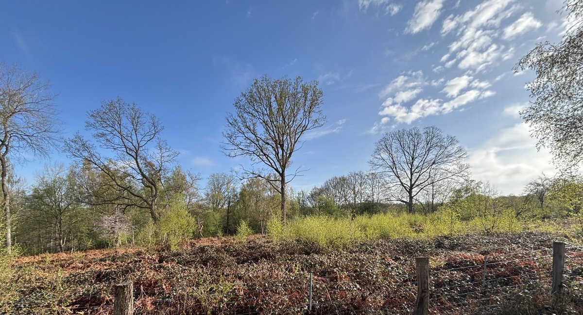 Fantastic morning in the Wyre Forest this morning, the clearing pictured held; Redstart (2), Tree Pipit (3) &amp; Garden Warbler (3); singing in unison with others, also Wood Warbler 2+, Pied Flycatcher 2, Dipper pair courting, Cuckoo, Marsh Tit 1 &amp; Grey Wagtail