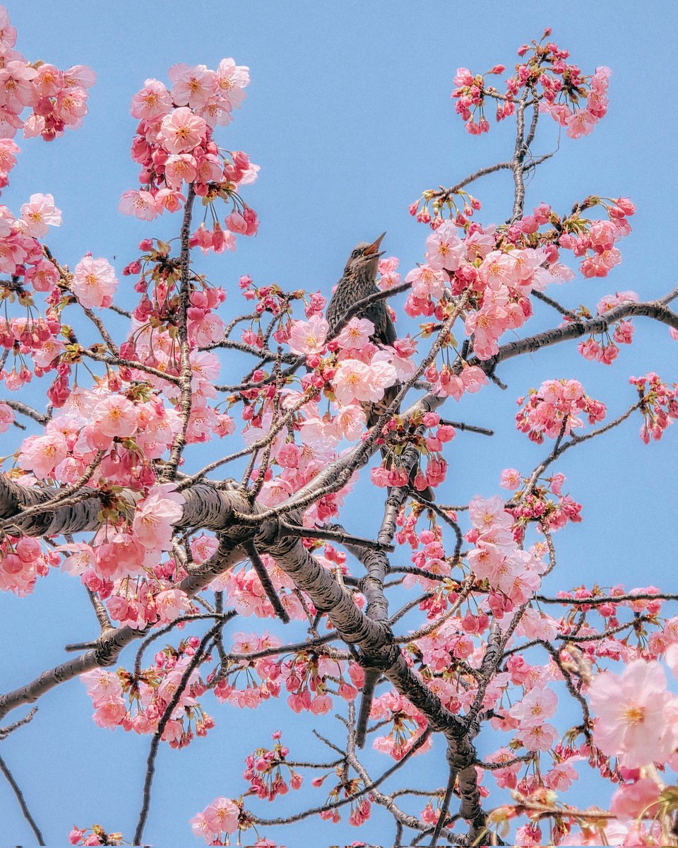 Jilson Tiu tweet media