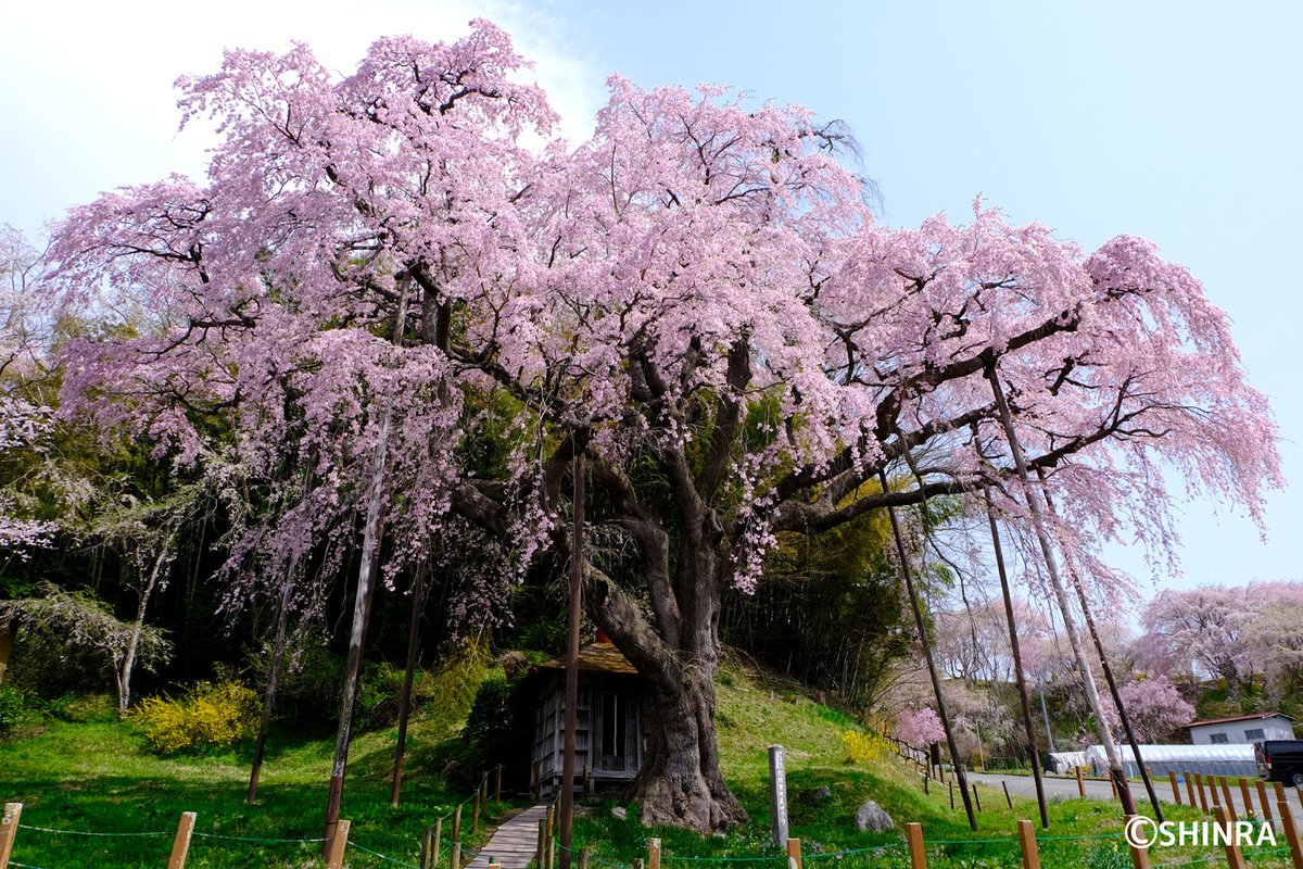 yamaran_D's tweet photo. 【紅枝垂地蔵ザクラ】

郡山市指定天然記念物。
三春滝桜の娘といわれるしだれ桜で、樹齢は約400年。
とても艷やかなピンク色の花に一瞬で目を奪われました。
2025年4月19日(土)撮影

#中田町 #べにしだれじぞうざくら #一本桜 #巨木 https://t.co/yk3RMDBFfo