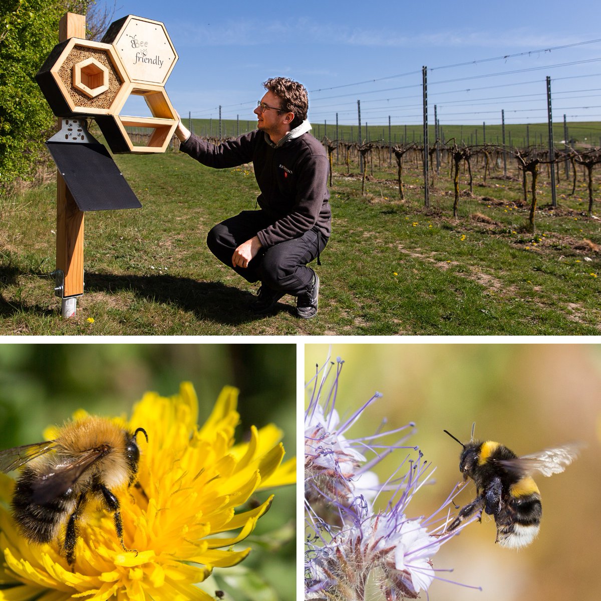 Rathfinny Estate (@rathfinnyestate) on Twitter photo 🐝 Bees, biodiversity & tech at Rathfinny!
We’re excited to have installed an AI-powered bee counter in the Vineyard, in partnership with <a href="/SussexUni/">University of Sussex</a> & Bee Friendly for Earth.
This piece of kit will help us monitor insect life & understand how to support local ecosystems. 🐝 Bees, biodiversity & tech at Rathfinny!
We’re excited to have installed an AI-powered bee counter in the Vineyard, in partnership with <a href="/SussexUni/">University of Sussex</a> & Bee Friendly for Earth.
This piece of kit will help us monitor insect life & understand how to support local ecosystems.