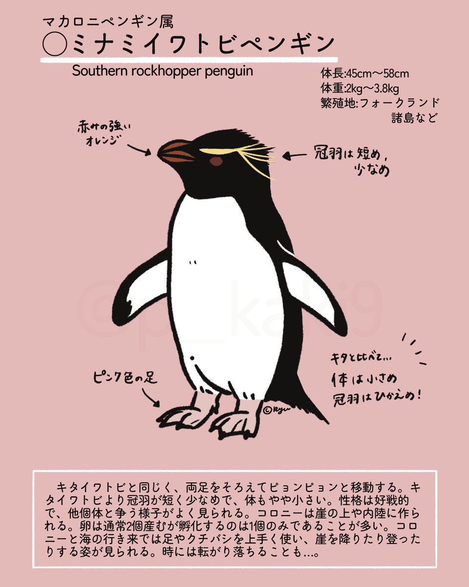 /
来たる4月25日は
#世界ペンギンの日 !
\
ペンギン紹介その4🌟
本日はマカロニペンギン属の4種🐧🐧
似ているようで結構違う!
見分けられると楽しいです✨
#マカロニペンギン
#ロイヤルペンギン
#キタイワトビペンギン
#ミナミイワトビペンギン