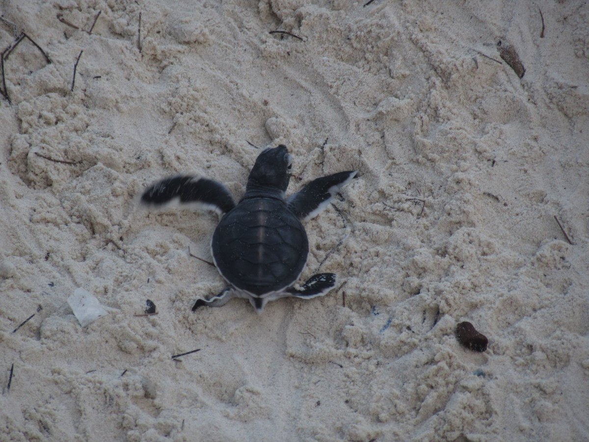 brianom01520984's tweet photo. With coastal development and constant shoreline changes, sea turtle #insitu nests are becoming unheard of in beaches that were once ancestral #natal grounds along the Kenya's coastline. Complete no regard for the high watermark setback policy.

#seaturtleambassador @natr_natro https://t.co/XAh1Dd5zdI