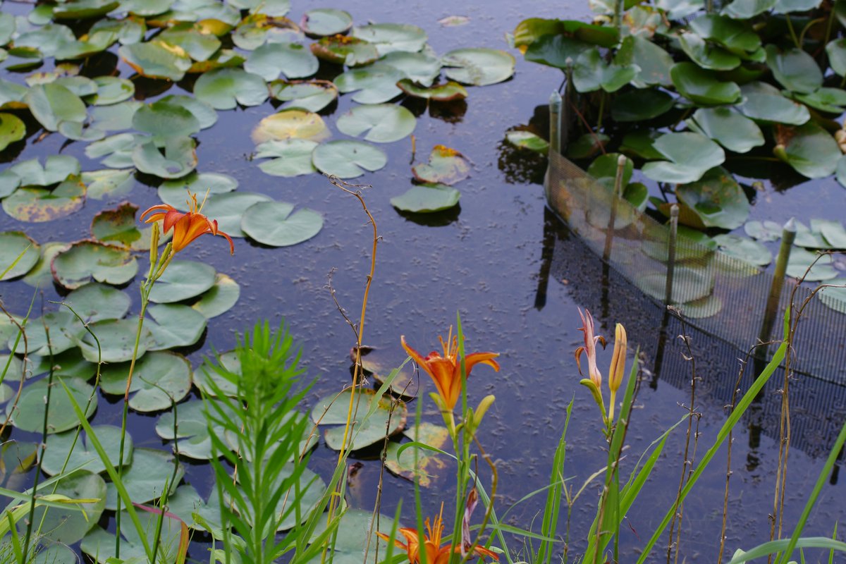 Make your garden the perfect place to attract wildlife just in time for summer! Wildlife expert John Grundy is joining us to share how to create and maintain a wildlife pond in your garden. 🦆 🐠

📍 Kirkley Hall 
🗓️ 8th May
⏰ 6:45pm-8pm

Book now ➡️ orlo.uk/fTjFb