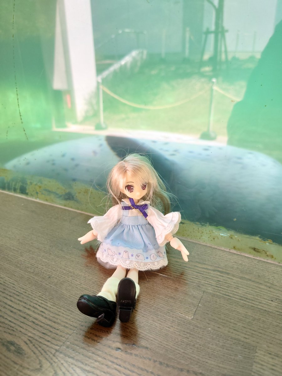 seraphishdoLL's tweet photo. アザラシと一緒に撮ろうと思ったら、すごい速さで泳いでいって、胴体しか写ってなかった。 https://t.co/sFxcxbbdCD