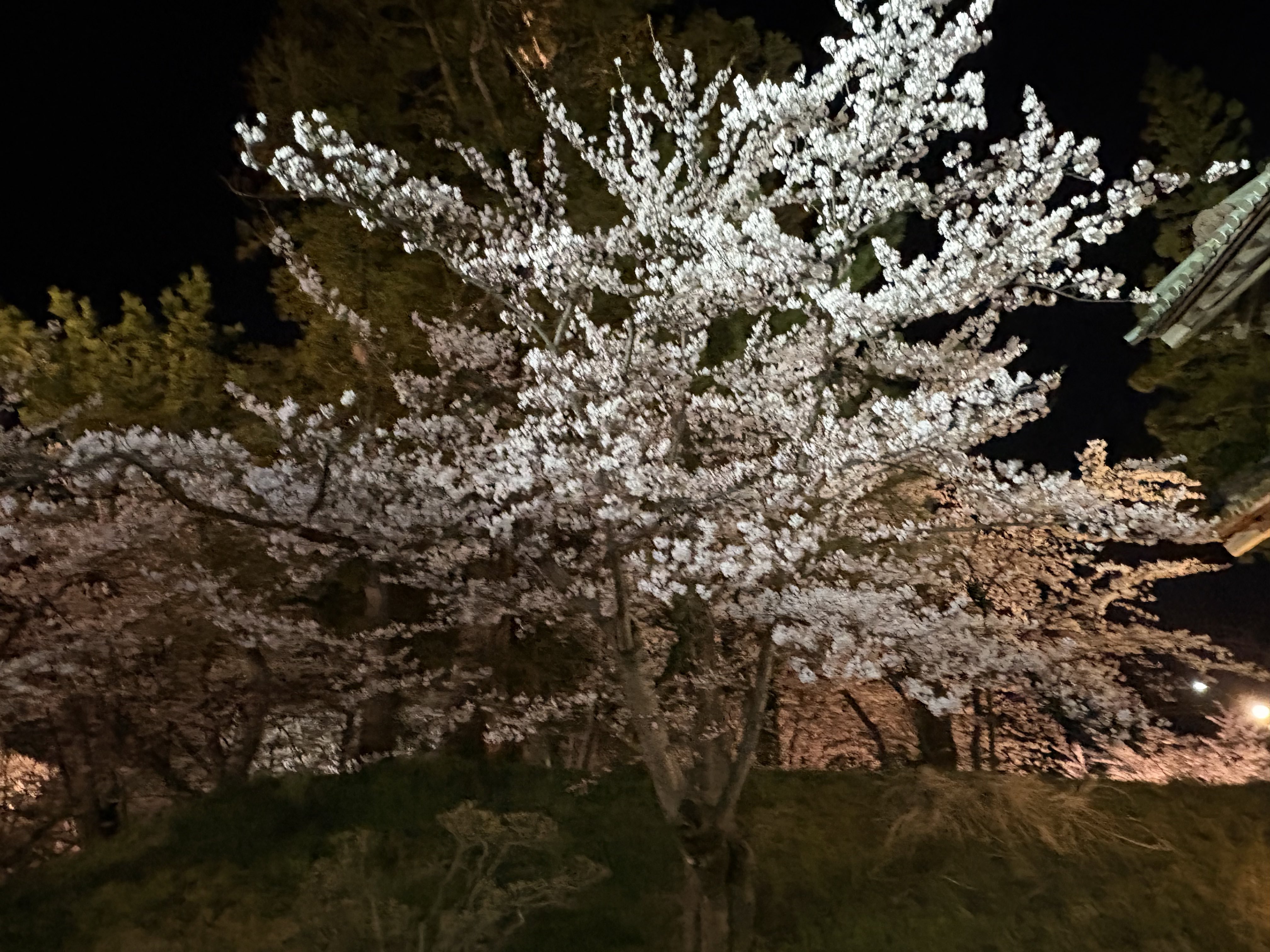 FlowerMOUNTAIN Flower MOUNTAIN フラワー マウンテン ASUKA2