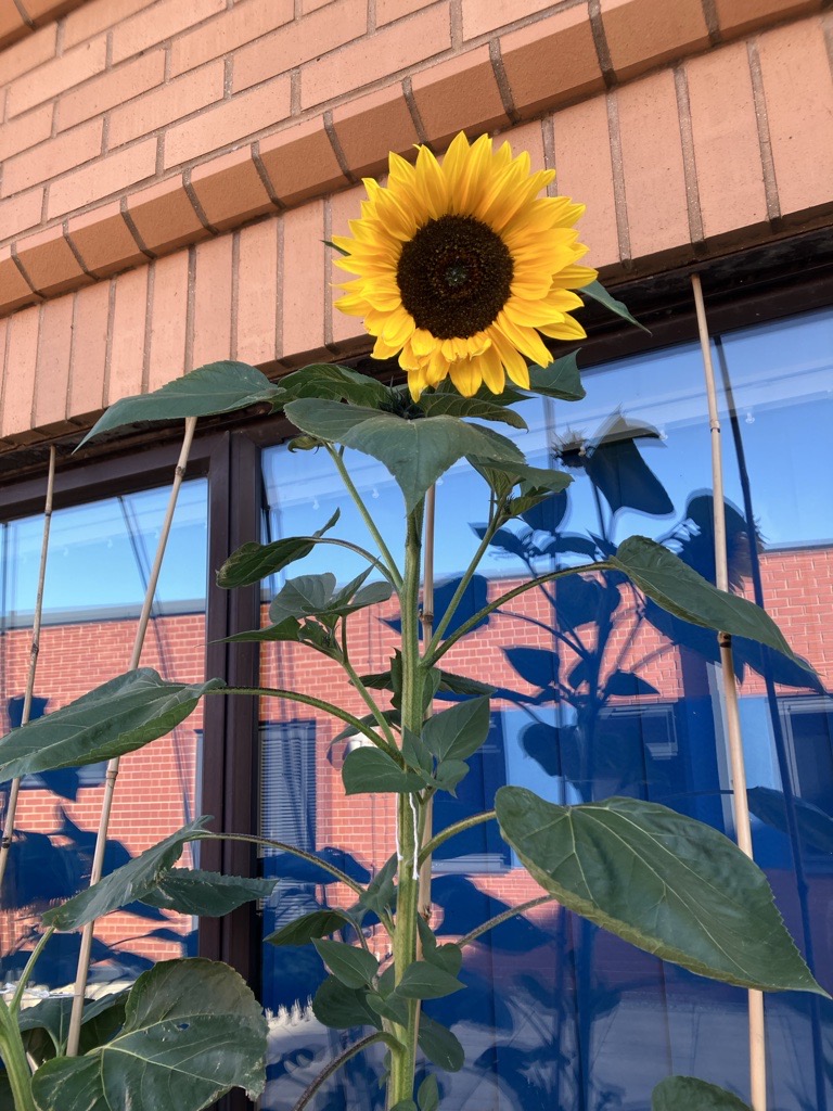 Wilberforce Sixth Form College tweet media