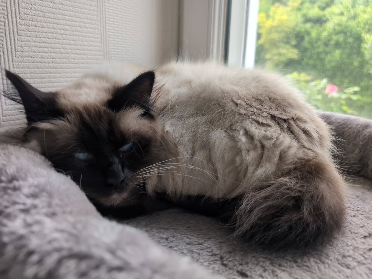 😺MiChatDoh, Shannon👻 & 🍙😽 Mizuky tweet media