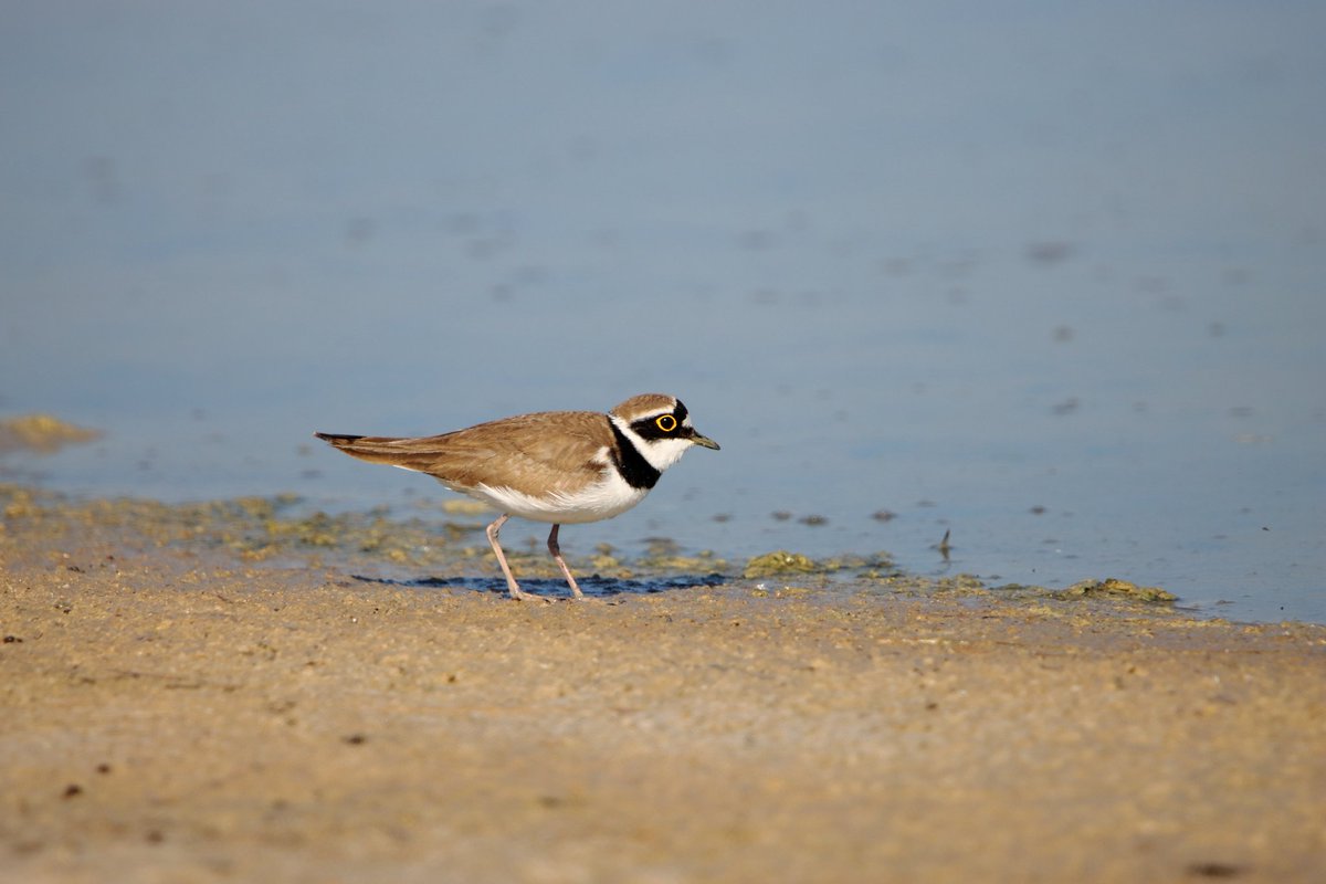 Halkalı Çılıbıt
#hangitür #trakuş_org  #trakuş #birds #birdsworld #wildlife #wildlifephotographer  #Canon #canonphotography #canon90d #sigma150600mm