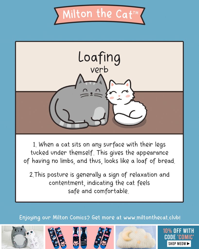 Perhaps the cutest of all cat positions 🍞