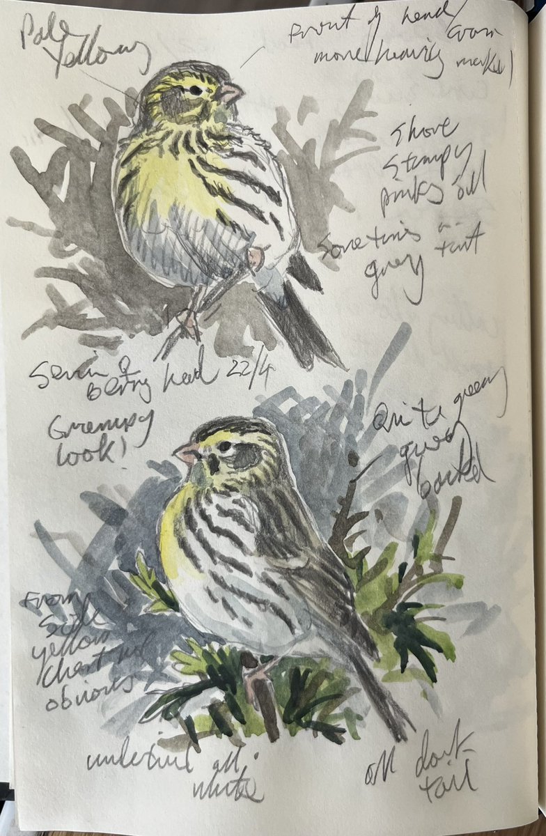 clennonvalley's tweet photo. A couple of entries into my field notebook the fantastic looking Red-necked Grebe still at Broadsands #Torbay and finding a female Serin at #BerryHead today. Some photos of it later.. https://t.co/421c6RadNP