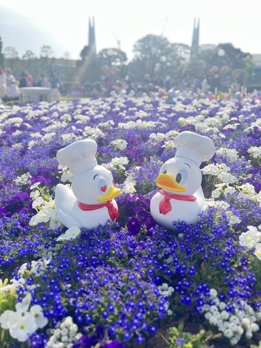 城前花壇が満開になってた！
←4/7   4/22→
#TDR__now 
#ドナパル
#クワッキーダック