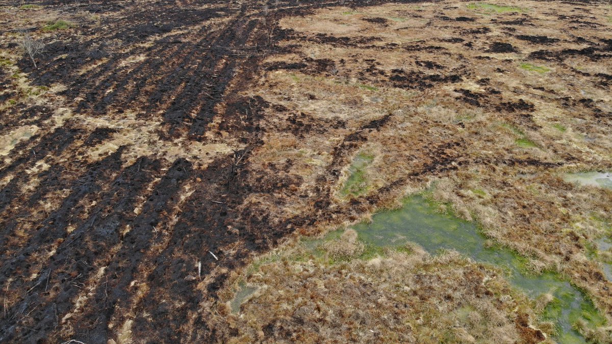 Cyfoeth Naturiol Cymru | Natural Resources Wales (@natreswales) on Twitter photo Mae disgwyl i newid hinsawdd gynyddu dinistr tanau gwyllt. Mae’n galonogol felly bod adfer mawndir trwy ail-wlychu, fel yma ger Llyn Gorast, Tywi, wedi atal lledaeniad tân.
<a href="/NewidHinsawdd/">Llywodraeth Cymru Newid Hinsawdd</a> <a href="/peatlandcymru/">@PeatlandCymru</a>
#NaturUwchCarbonIs #AdferMawndirCymru
orlo.uk/MawndirAtalT_n… Mae disgwyl i newid hinsawdd gynyddu dinistr tanau gwyllt. Mae’n galonogol felly bod adfer mawndir trwy ail-wlychu, fel yma ger Llyn Gorast, Tywi, wedi atal lledaeniad tân.
<a href="/NewidHinsawdd/">Llywodraeth Cymru Newid Hinsawdd</a> <a href="/peatlandcymru/">@PeatlandCymru</a>
#NaturUwchCarbonIs #AdferMawndirCymru
orlo.uk/MawndirAtalT_n…