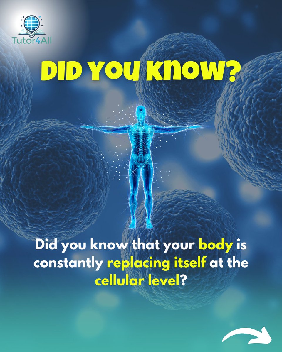 thetutor4all's tweet image. 🧬 Did You Know?  
Your body renews itself constantly! Every second, 50 million cells die and regenerate. Skin cells take 27 days, stomach cells renew in 2-3 days. Neurons don’t regenerate much, but your brain forms new connections, enabling lifelong learning!  

#Tutor4All