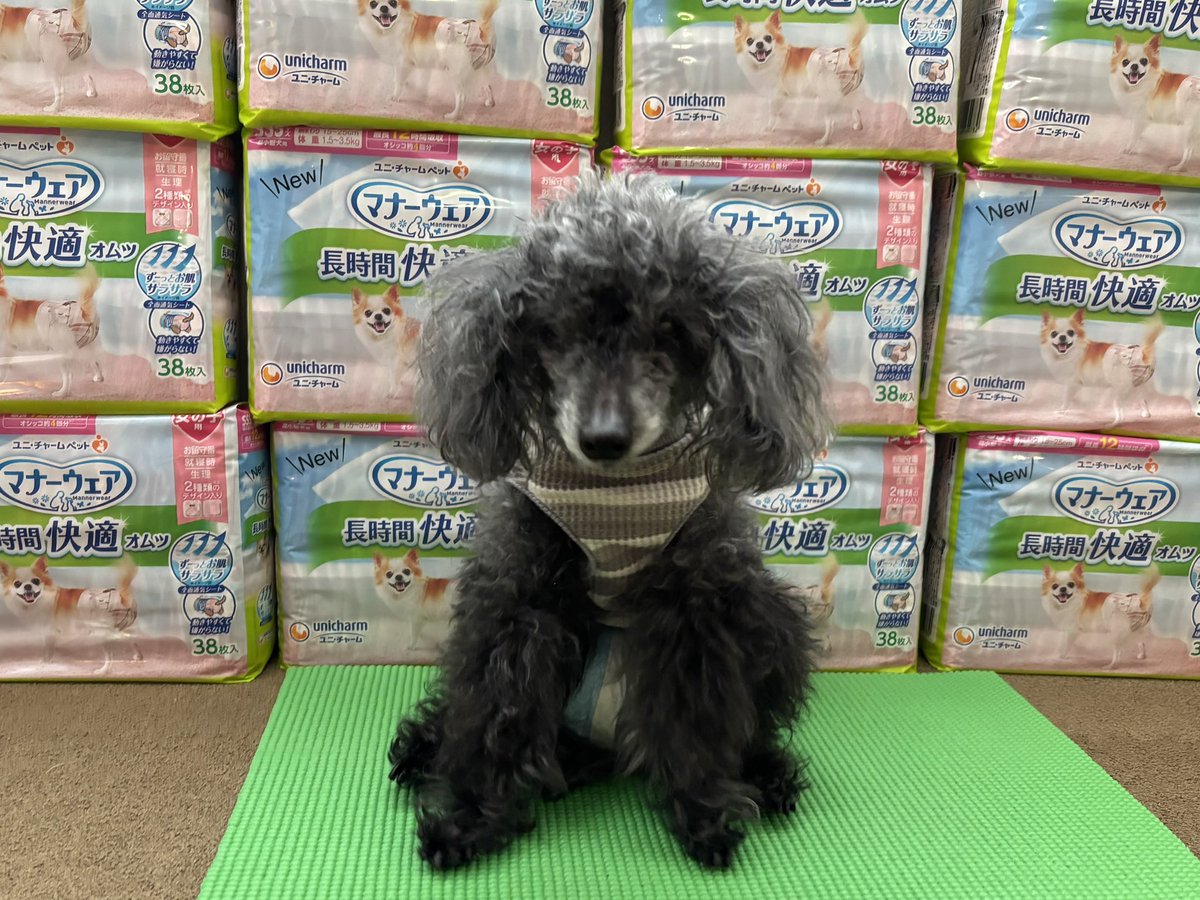 一昨日、18才10ヶ月になりました。
あと2ヶ月で19才。
もう1つの目標に、オムツを1箱(12ダース)書いました。
使いきろうね。
#秘密結社老犬倶楽部
#月誕生日