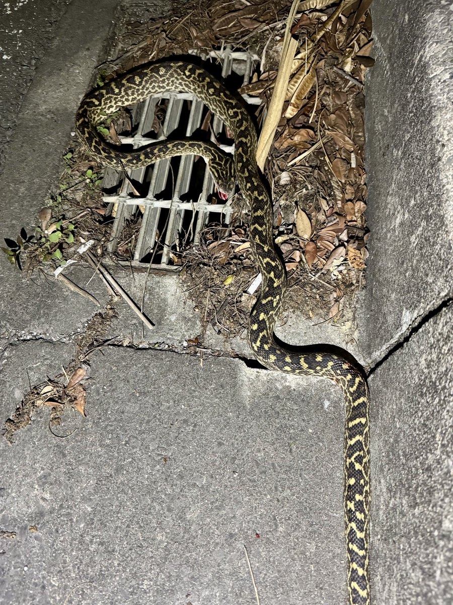 職場のすぐそばで本ハブが轢かれてた。。。  まだ動くしめっちゃフレッシュ。
北部の個体のように色鮮やかではないけれど、模様はとても綺麗✨
都心部ではないとはいえ、南部でもこれくらい大きい個体がまだいるんだなー。
