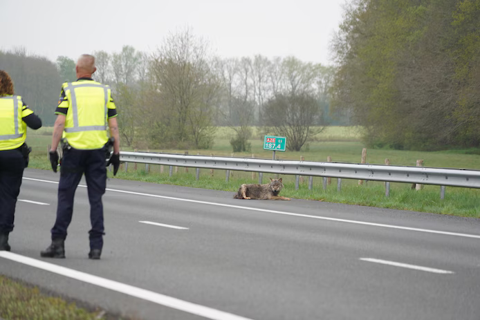 Wolf gewond bij Tynaarlo na botsing met auto
