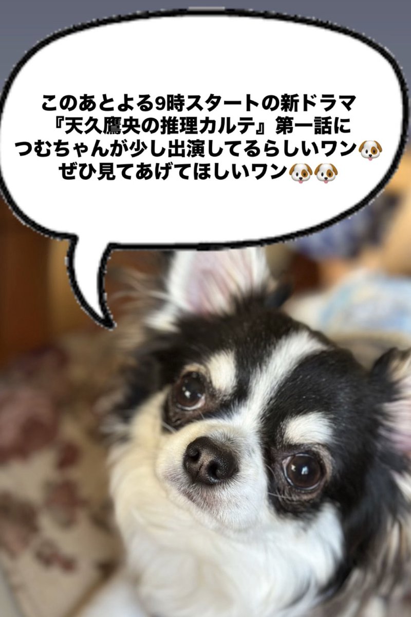 我が家(実家)の愛犬もこう言ってるのでどうかよろしくお願いします🐶🩷笑 https://t.co/D5L6Z1SJFM