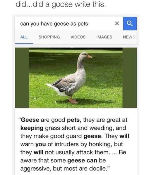 WholesomeMemes tweet media