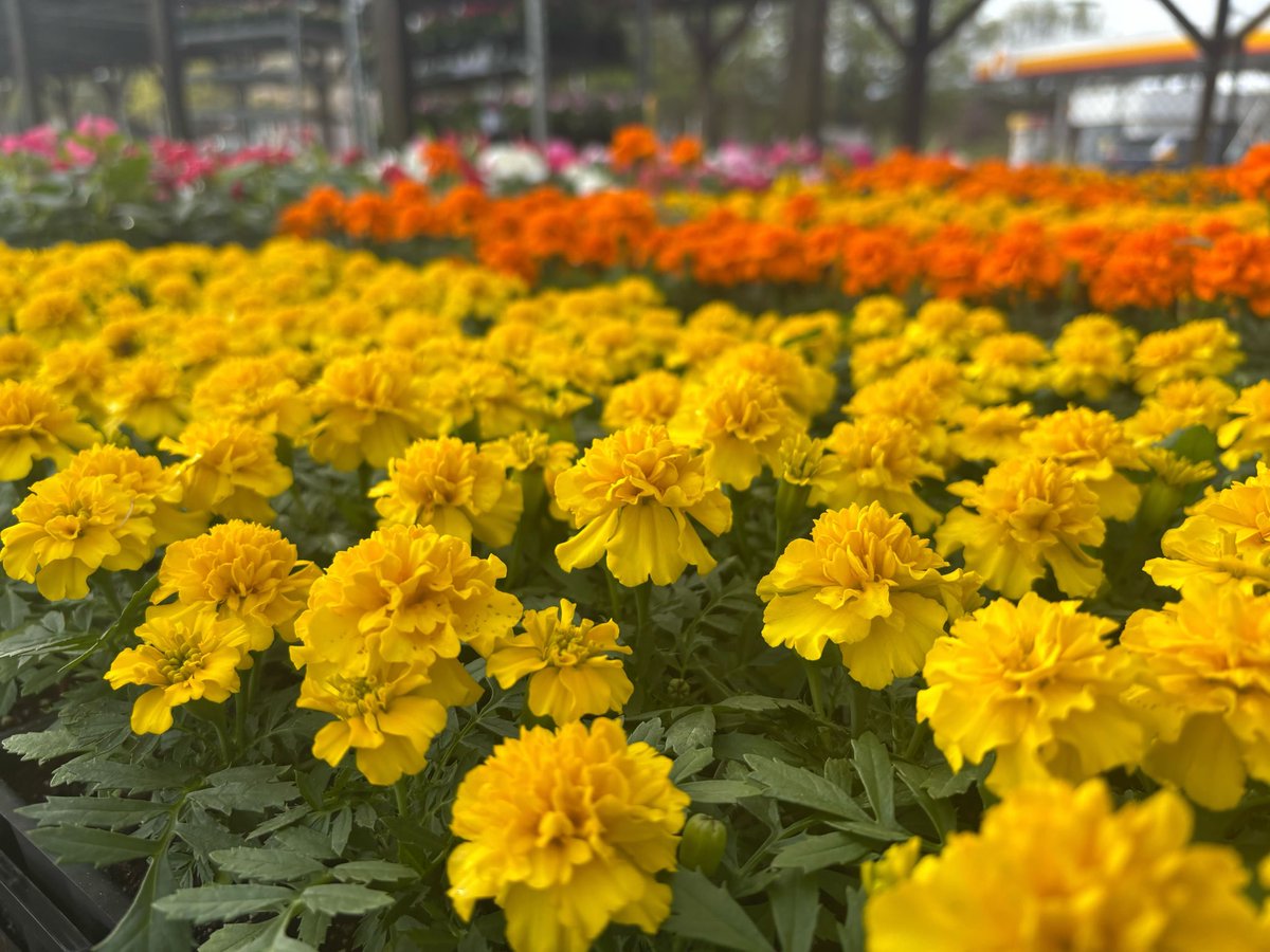 Happy Earth Day! What are you planting today?