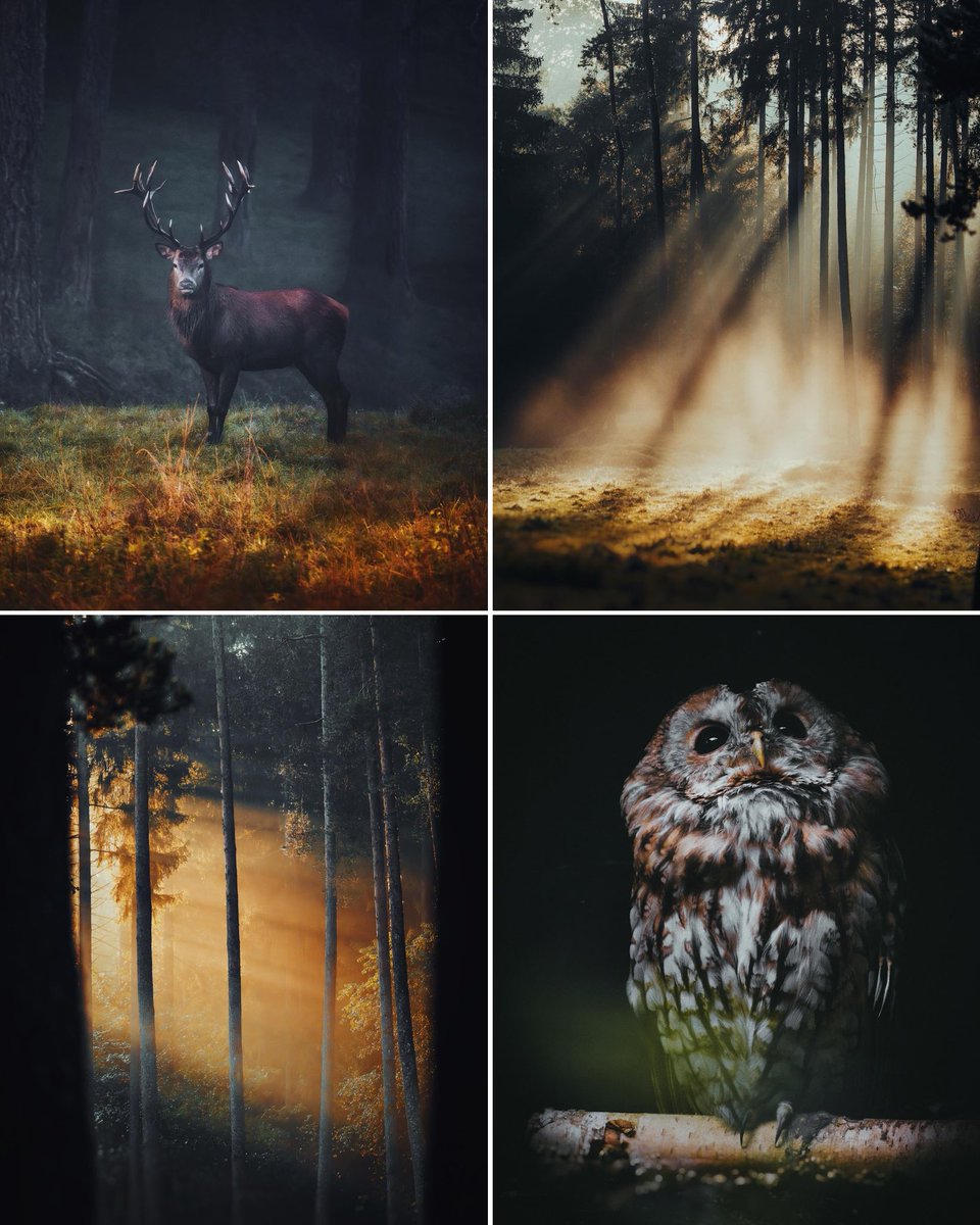 moods of the forest ✨