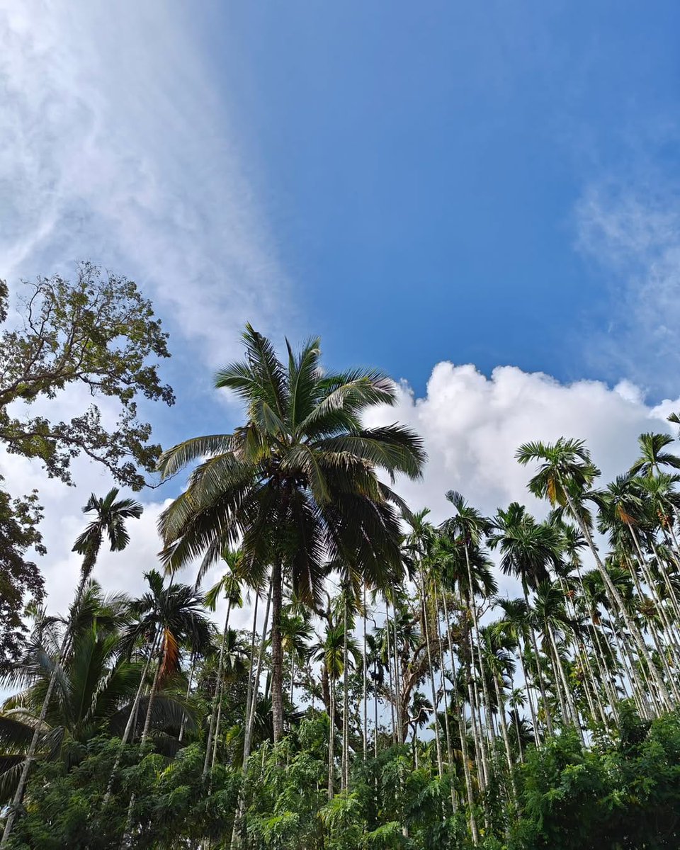 TSG_Resorts's tweet photo. Sandy beaches, salty air, and the perfect escape. 🌊

#BeachVibes #TSG #BeachsideBliss #andamandairies #thingstodoinandaman https://t.co/xInAr86IaV