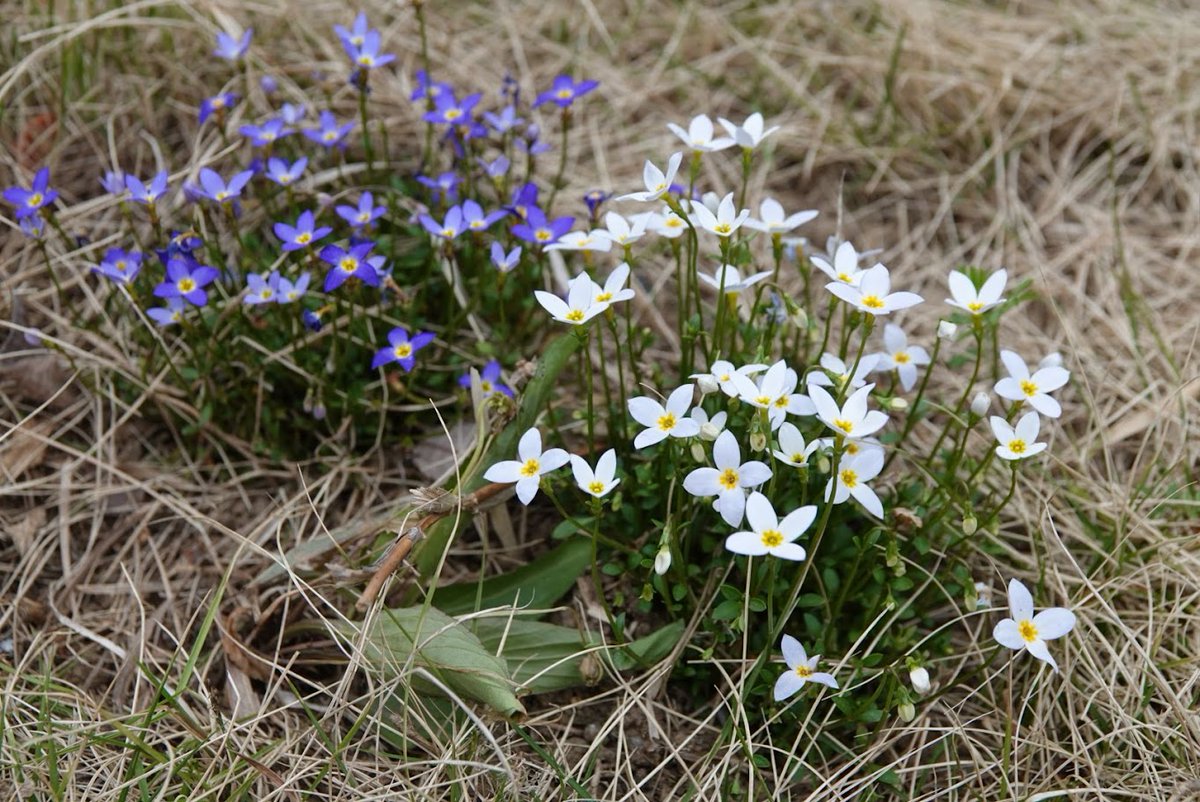 ハワイ独自の生態系：島々の動植物を探る, image size:1200x802