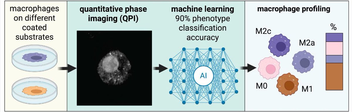 Jiranuwat (Bas) Sapudom (@jsapudom) on Twitter photo Just published in <a href="/JMaterChem/">J. Mater. Chem. family</a>:
We present a #LabelFree, #AI-driven platform for #Macrophage #Phenotyping using quantitative imaging — no dyes, no labels, just clean, scalable immune profiling. A step forward in decoding #immune–#material interactions.
doi.org/10.1039/D5TB00… Just published in <a href="/JMaterChem/">J. Mater. Chem. family</a>:
We present a #LabelFree, #AI-driven platform for #Macrophage #Phenotyping using quantitative imaging — no dyes, no labels, just clean, scalable immune profiling. A step forward in decoding #immune–#material interactions.
doi.org/10.1039/D5TB00…