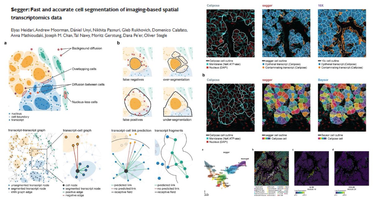 HaoYin20's tweet image. Imaging-based #SpatialTranscriptomics #Segmentation

Segger
👉Attention-based #GraphNeuralNetwork
👉Learn a transcript-cell/boundary joint latent space
👉Unassigned transcripts➡️fragments➡️
median 20 transcripts/fragment vs 50 transcripts/cell

elihei2.github.io/segger_dev/

vs Baysor…