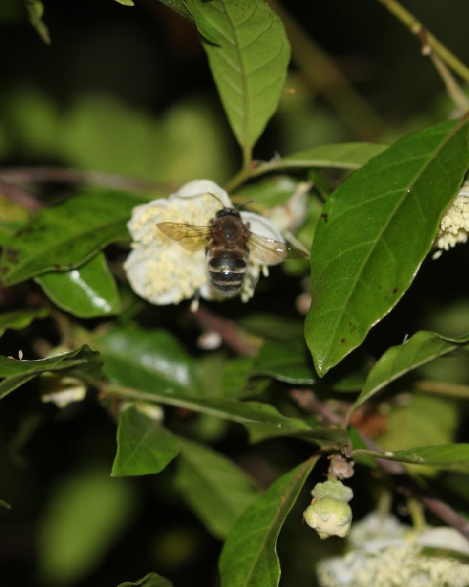 sosma's tweet photo. Sabia que existem abelhas com hábitos noturnos e crepusculares? 🐝

Pois é! Enquanto a maioria das abelhas é ativa durante o dia, algumas espécies visitam flores à noite para evitar competidores e aproveitar melhor os recursos disponíveis.

Esse é o caso da Ptiloglossa latecalcarata, que tem seu pico de atividade pouco antes do nascer do sol e é uma das responsáveis pela polinização do cambuci (Campomanesia phaea), uma fruta nativa da Mata Atlântica.

Como as flores do cambucizeiro se abrem à noite, ela aproveita esse período para coletar néctar e pólen antes da chegada das abelhas diurnas, auxiliando na reprodução natural dessa árvore.

As abelhas são realmente incríveis, né? E também fundamentais para a biodiversidade e a produção de alimentos! Você já conhecia essa curiosidade?

📷: Rodolfo Liporoni

📝: Com informações da pesquisa "Light intensity regulates flower visitation in Neotropical nocturnal bees", do Instituto de Biociências da USP, disponível no site da revista Scientific Reports.

#SOSMataAtlântica #MataAtlântica #Biodiversidade #Polinização #AbelhasNoturnas #Cambuci