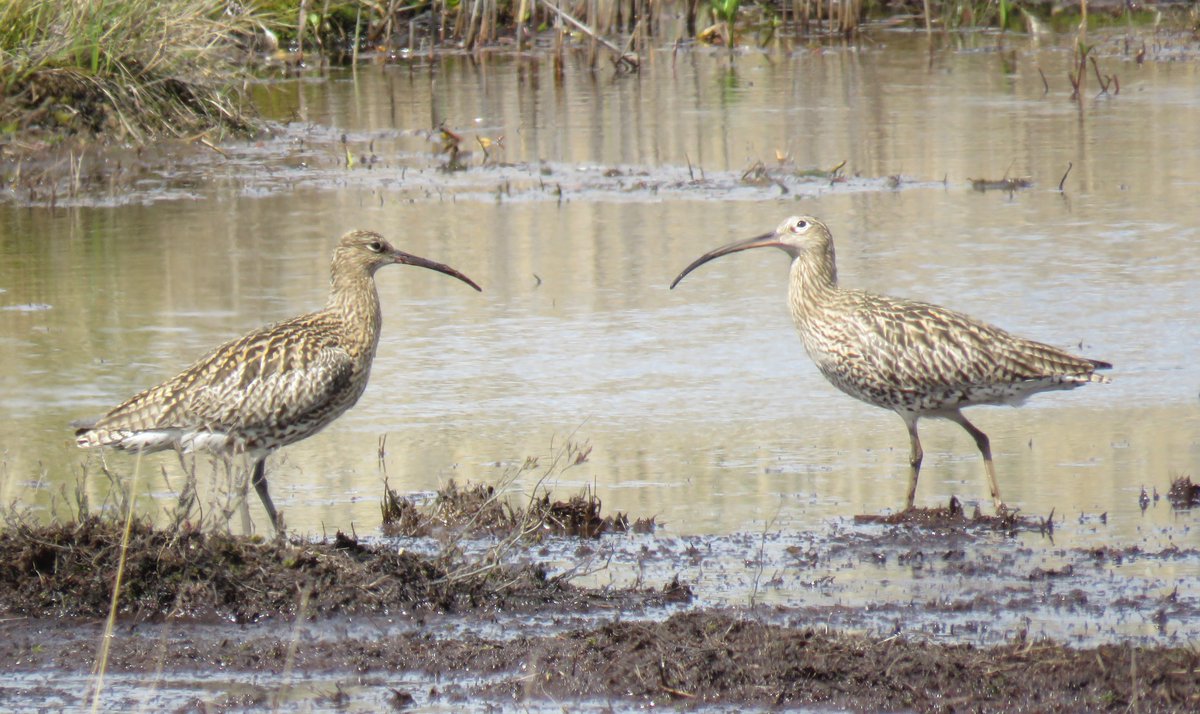 Mark Elsoffer tweet media