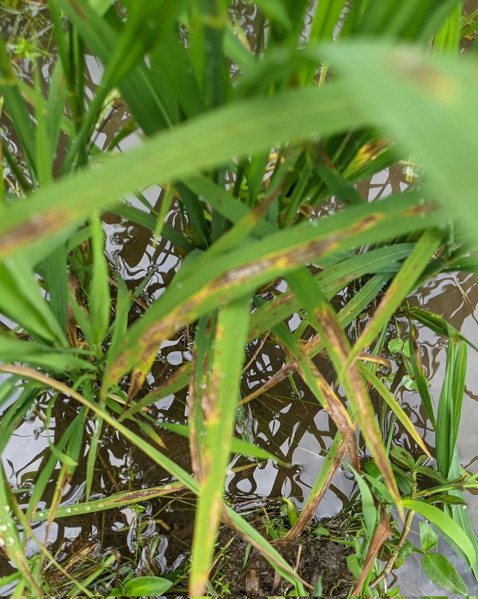 Salus_in_fuga's tweet photo. Fungal diseases are silently destroying rice fields.
Timely fungicide spraying with efficient tools is the solution @yallayallagroup  in Kamiranzovu irrigation scheme is stepping up—using mechanized sprayers to protect  rice and secure harvests.
Action is urgent💪
#RiceFarming https://t.co/9o8moo3LWR