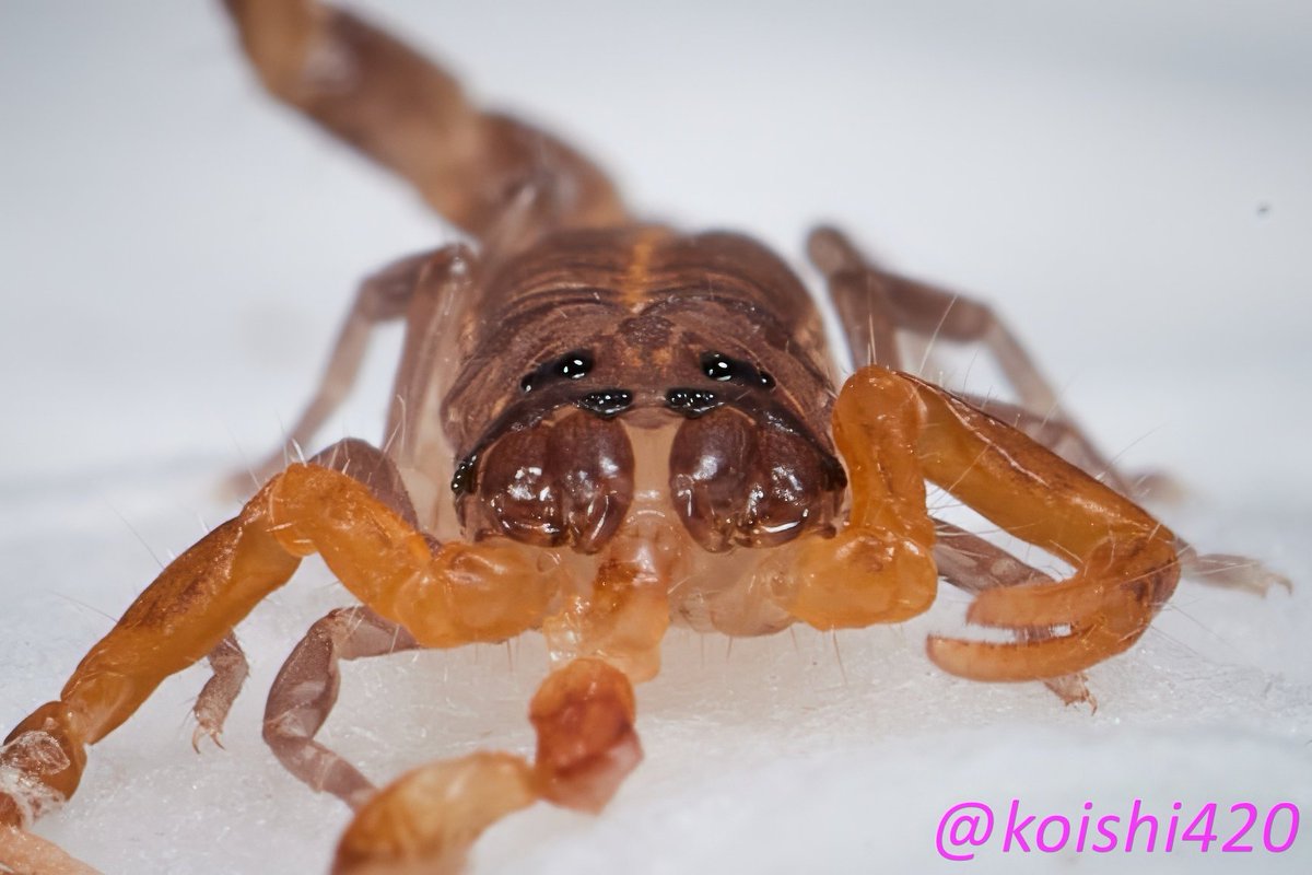 Two heads, three arms🦂

#Janalychastricarinatus