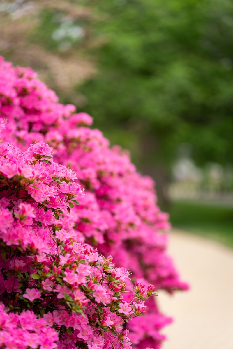 "Gardening allows me to create spaces that pay homage to nature and serves as an escape from urban environments." #NationalGardenMonth