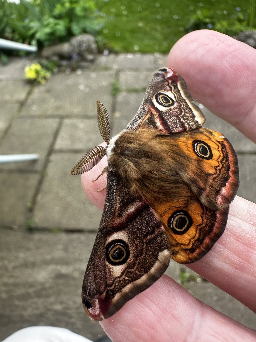 Paul Cashmore (@pcashmore53) on Twitter photo First Emperor Moth of the year in my garden this afternoon.Attracted to EMP pheromone at 4.25 <a href="/BritishMoths/">British Moths</a> First Emperor Moth of the year in my garden this afternoon.Attracted to EMP pheromone at 4.25 <a href="/BritishMoths/">British Moths</a>