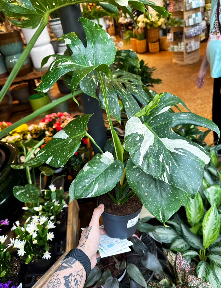 KashiDoo02's tweet photo. but i did finally get myself a monstera and that made me feel a little better, despite the $65 purchase for it 🥹 https://t.co/4aTRd6oKrf